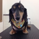 ダックス　ピコ君２６７